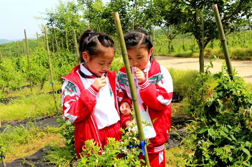 九江市外國語實驗小學到禮淶景區(qū)開展 踐行勞動教育,傳承農(nóng)耕文化 主題活動